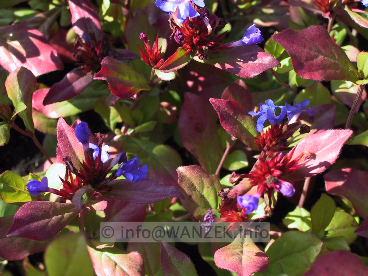 Ceratostigma plumbaginoides 01.JPG